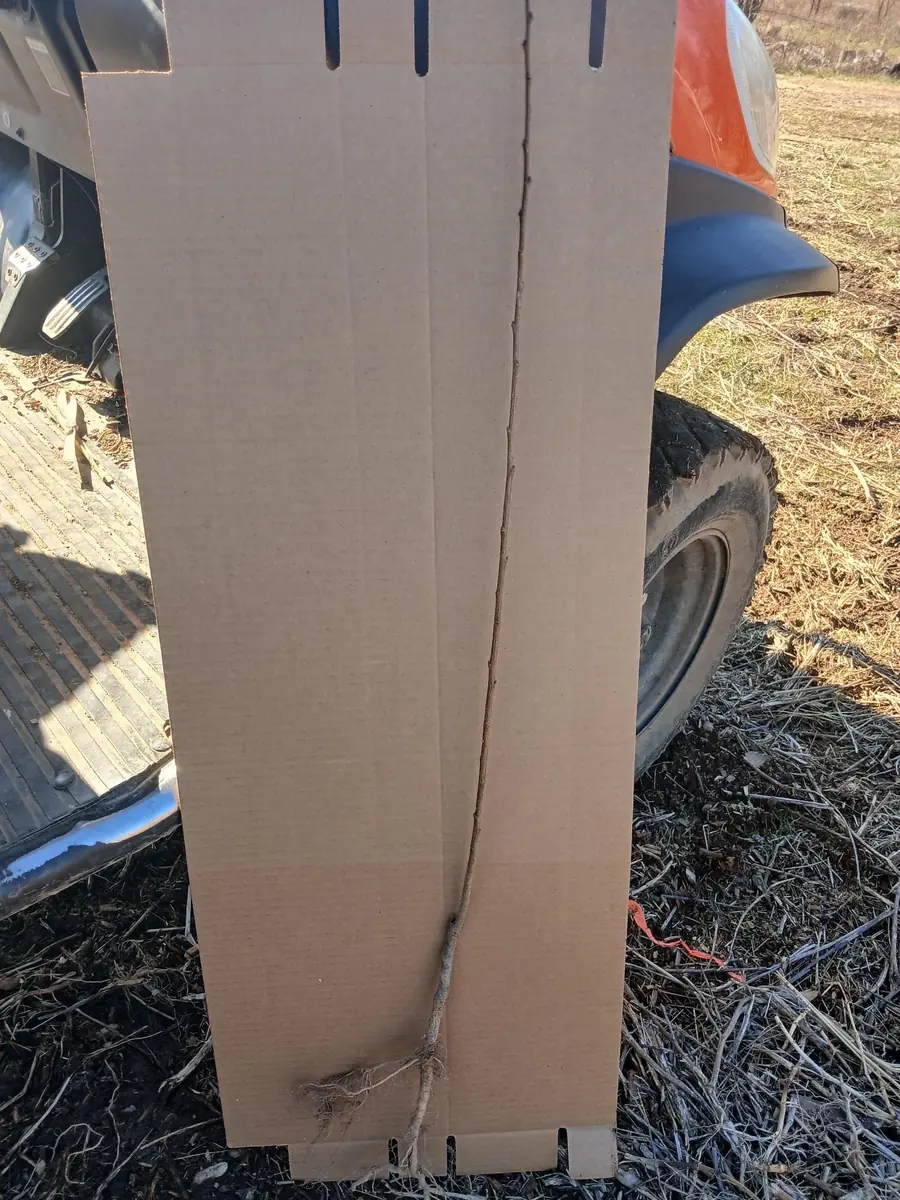 Red Haven Peach Tree – Bare Root Live Plant – 2-3 ft Tall – Outdoor Fruit Tree - Image 3