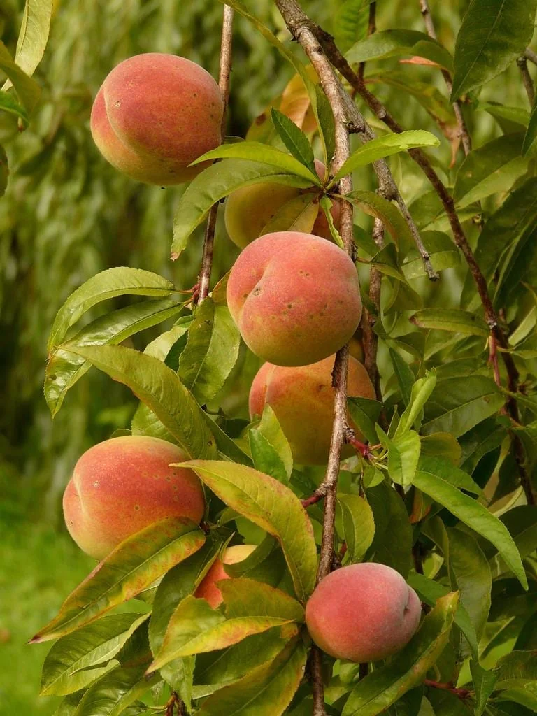 Red Haven Peach Tree – Bare Root Live Plant – 2-3 ft Tall – Outdoor Fruit Tree - Image 1