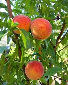 Red Haven Peach Tree - Grafted Bare Root Fruit Tree for Home Orchard - Image 10