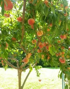 Red Haven Peach Tree - Grafted Bare Root Fruit Tree for Home Orchard - Image 2