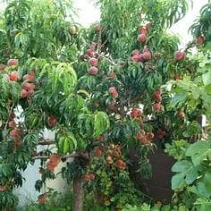 Red Haven Peach Tree - Grafted Bare Root Fruit Tree for Home Orchard - Image 3