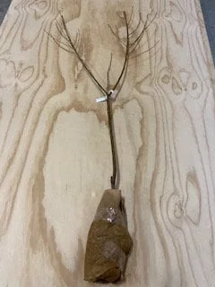 Red Haven Peach Tree - Grafted Bare Root Fruit Tree for Home Orchard - Image 5