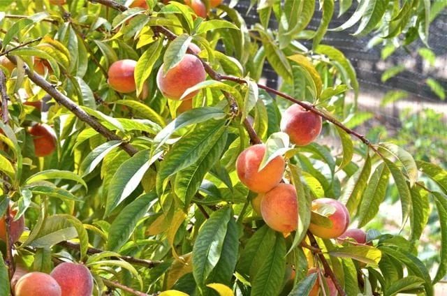 Red Haven Peach Tree - Grafted Bare Root Fruit Tree for Home Orchard - Image 7