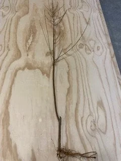 Red Haven Peach Tree - Grafted Bare Root Fruit Tree for Home Orchard - Image 8