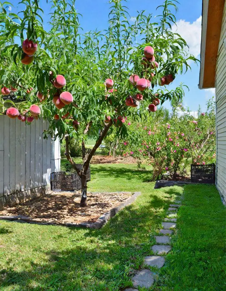 Red Haven Peach Tree - Grafted Bare Root Fruit Tree for Home Orchard - Image 1