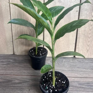 Red Hawaiian Ginger Live Plant – Alpinia purpurata – 4 inch Pot – Tropical Outdoor - Image 3