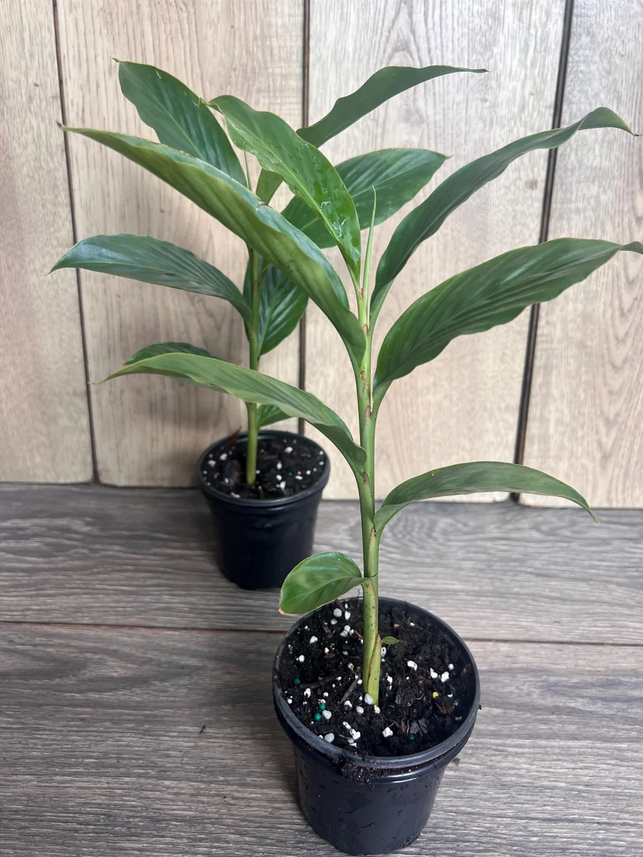 Red Hawaiian Ginger Live Plant – Alpinia purpurata – 4 inch Pot – Tropical Outdoor - Image 3