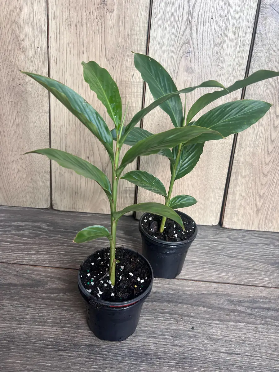 Red Hawaiian Ginger Live Plant – Alpinia purpurata – 4 inch Pot – Tropical Outdoor - Image 4