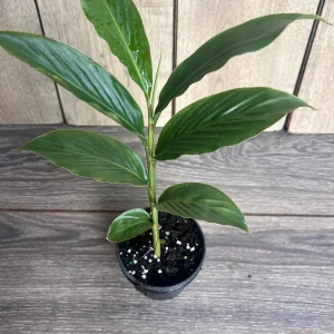 Red Hawaiian Ginger Live Plant – Alpinia purpurata – 4 inch Pot – Tropical Outdoor - Image 6