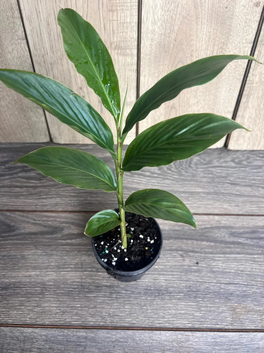 Red Hawaiian Ginger Live Plant – Alpinia purpurata – 4 inch Pot – Tropical Outdoor - Image 6