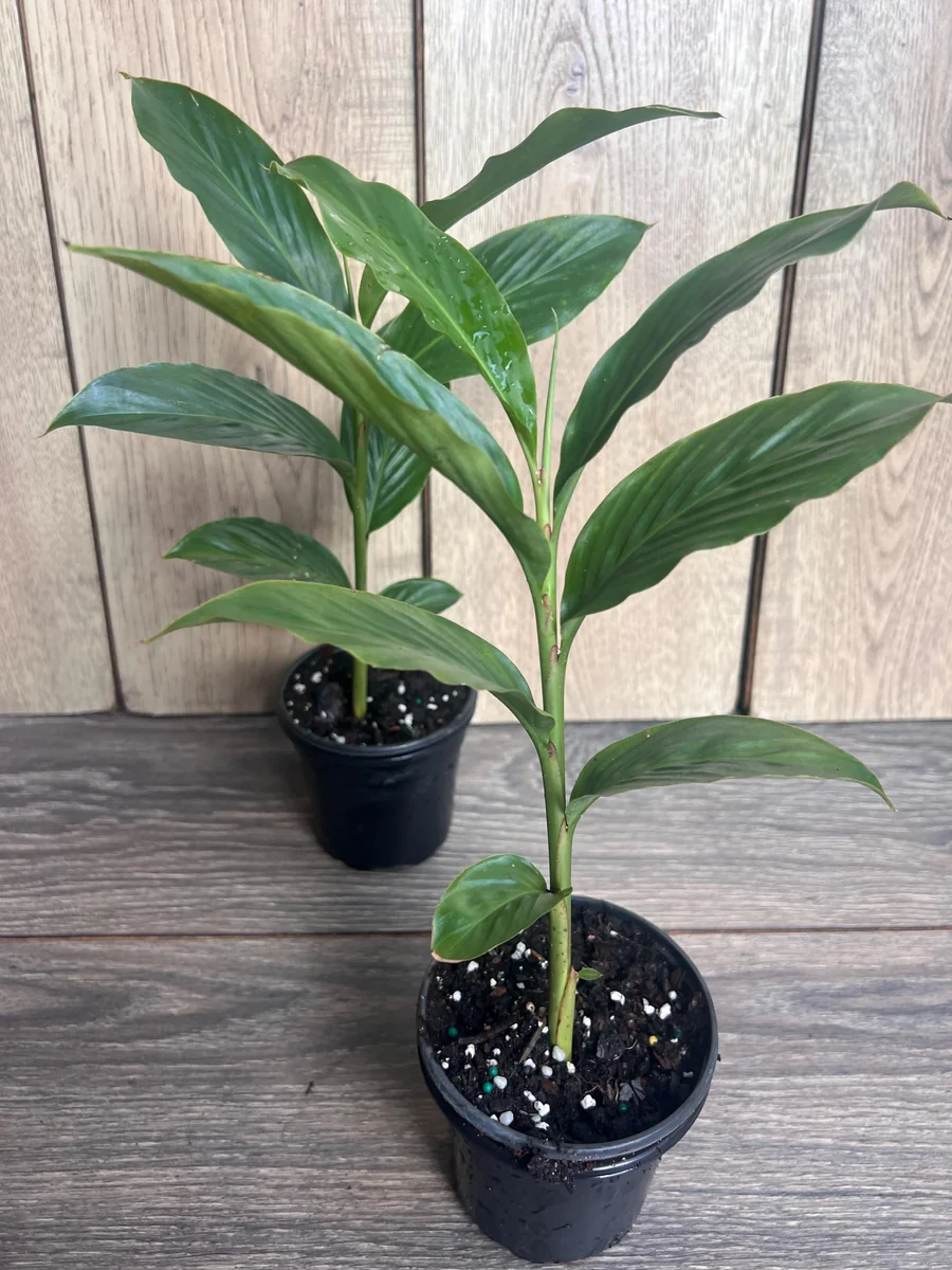 Red Hawaiian Ginger Live Plant – Alpinia purpurata – 4 inch Pot – Tropical Outdoor - Image 7