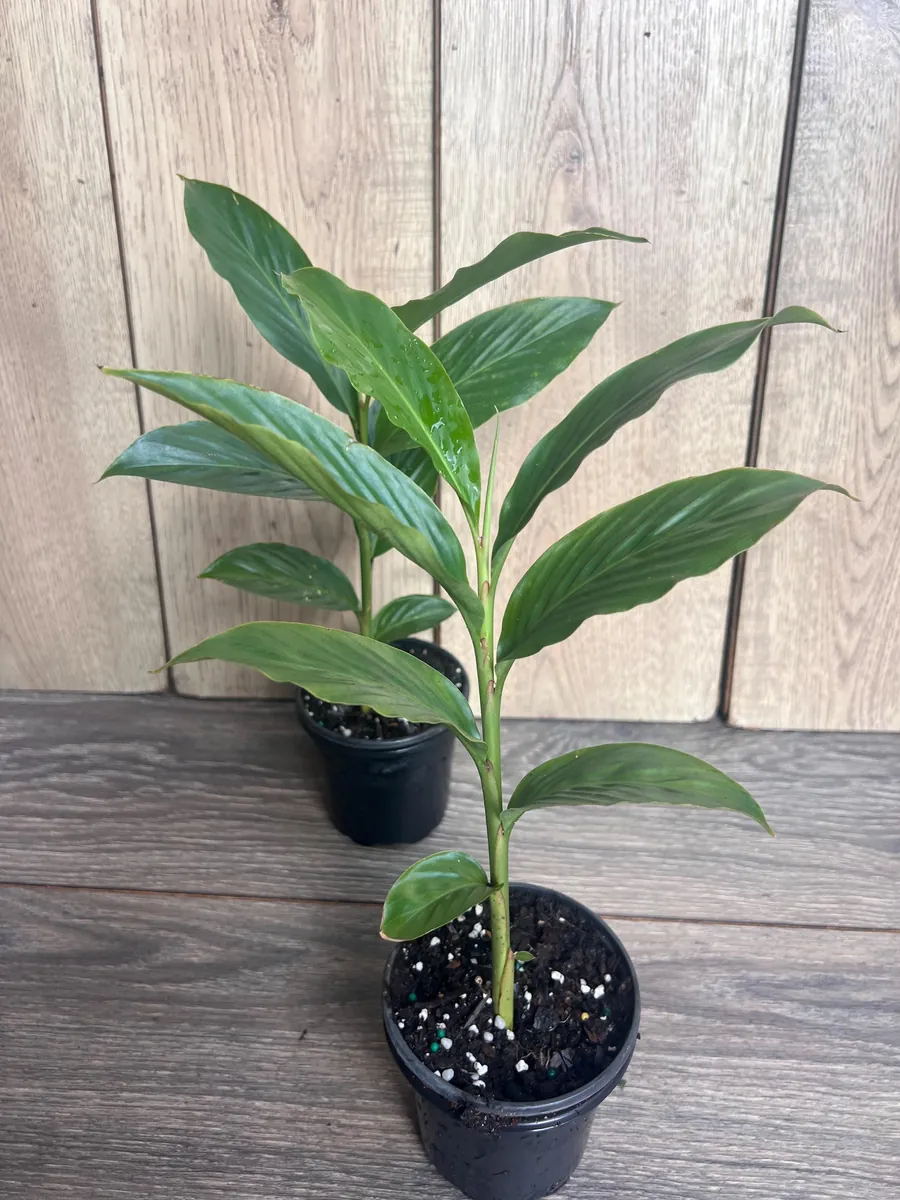 Red Hawaiian Ginger Live Plant – Alpinia purpurata – 4 inch Pot – Tropical Outdoor - Image 8