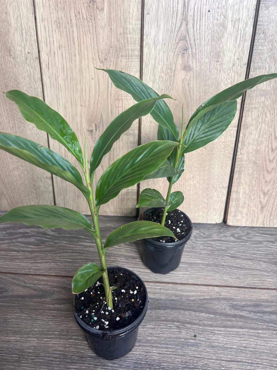 Red Hawaiian Ginger Live Plant – Alpinia purpurata – 4 inch Pot – Tropical Outdoor - Image 9