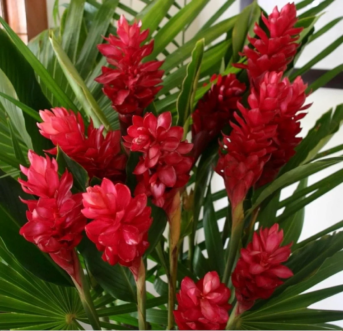 Red Hawaiian Ginger Live Plant – Alpinia purpurata – 4 inch Pot – Tropical Outdoor - Image 1