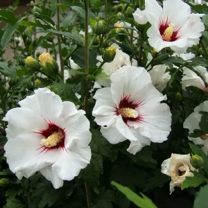 Red Heart Rose of Sharon Bare-root Plant - Hibiscus Syriacus - White & Red Flowers - Image 3