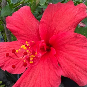 Red Hibiscus Live Plant – 1-2 ft Tall Shrub in 1 Gallon Pot – Outdoor Flowering - Image 1