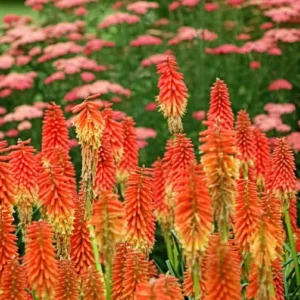 Red Hot Poker Bareroot Plant - Kniphofia Torch Lily Perennial - Image 2