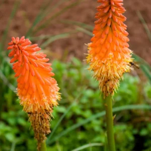 Red Hot Poker Bareroot Plant - Kniphofia Torch Lily Perennial - Image 1