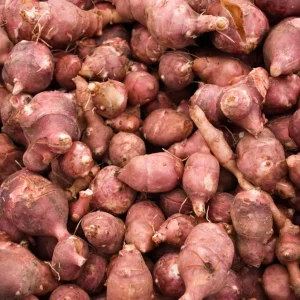 Red Jerusalem Artichoke Tubers - Fuseau Variety - Winter Hardy Sunchokes - Image 1