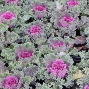 Red Kale Live Plant – 4 Inch Pot Ornamental Edible Vegetable Kale - Image 2