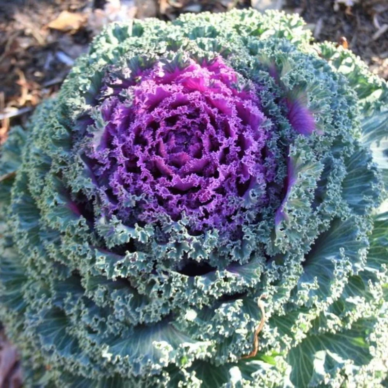 Red Kale Live Plant – 4 Inch Pot Ornamental Edible Vegetable – Cold Hardy - Image 3
