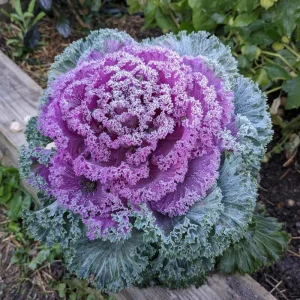 Red Kale Live Plant – 4 Inch Pot Ornamental Edible Vegetable – Cold Hardy - Image 4
