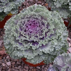 Red Kale Live Plant – 4 Inch Pot Ornamental Edible Vegetable Kale - Image 5