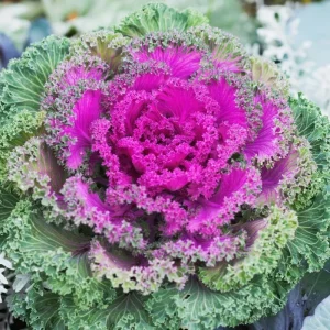 Red Kale Live Plant – 4 Inch Pot Ornamental Edible Vegetable Kale - Image 1