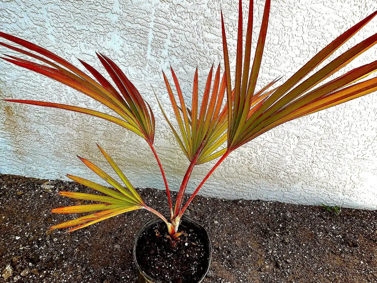 Red Latan Palm Tree (Latania lontaroides) Live Plant - 3 Gallon Pot - Image 2