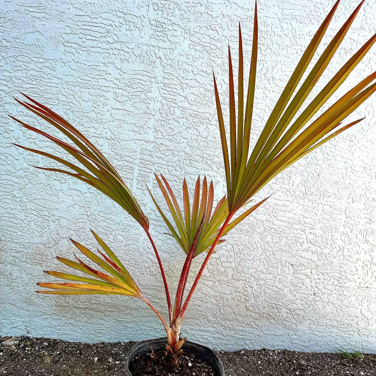 Red Latan Palm Tree (Latania lontaroides) Live Plant - 3 Gallon Pot - Image 3