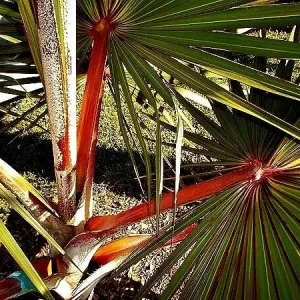 Red Latan Palm Tree (Latania lontaroides) Live Plant - 3 Gallon Pot - Image 4
