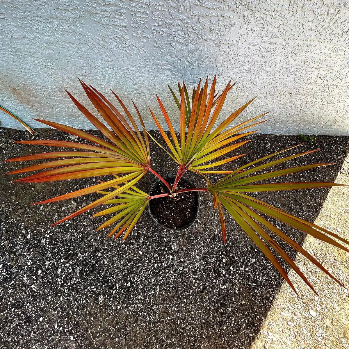 Red Latan Palm Tree (Latania lontaroides) Live Plant - 3 Gallon Pot - Image 5