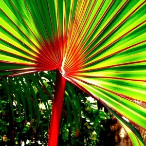 Red Latan Palm Tree (Latania lontaroides) Live Plant - 3 Gallon Pot - Image 6