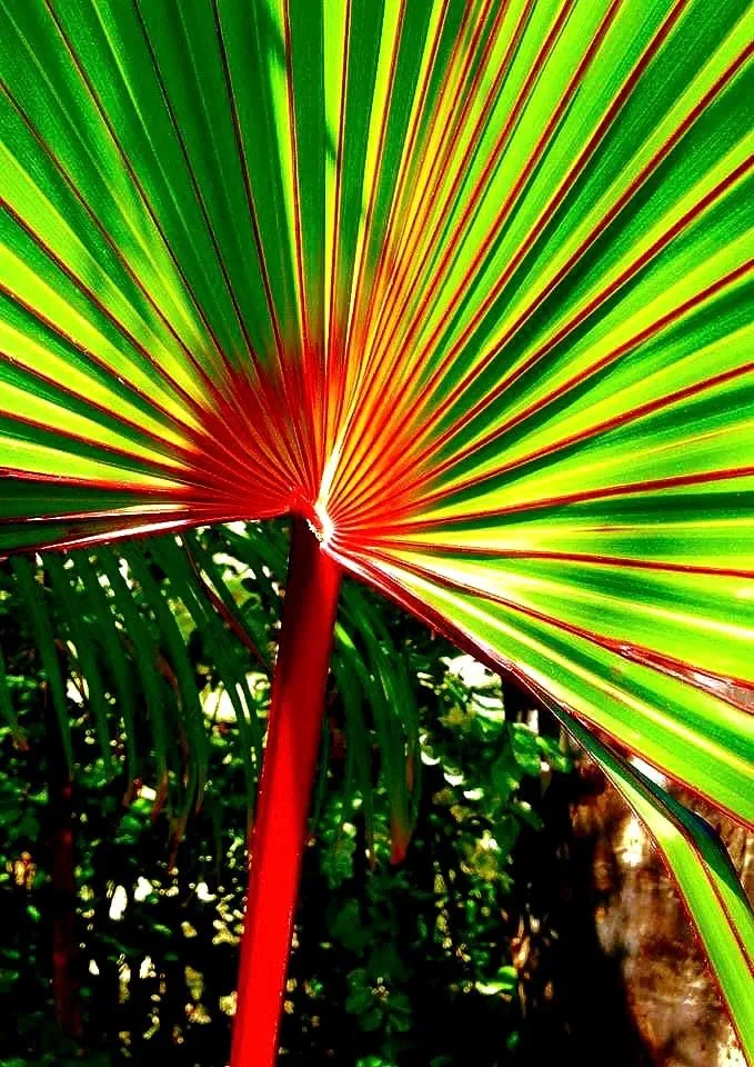 Red Latan Palm Tree (Latania lontaroides) Live Plant - 3 Gallon Pot - Image 6