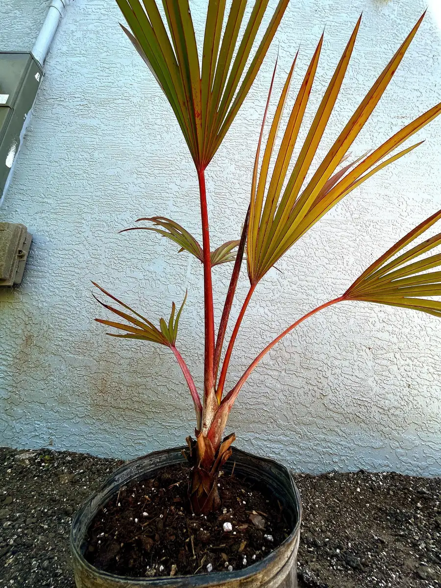 Red Latan Palm Tree (Latania lontaroides) Live Plant - 3 Gallon Pot - Image 7