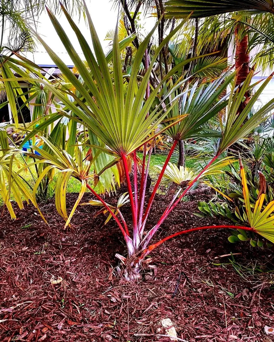 Red Latan Palm Tree (Latania lontaroides) Live Plant - 3 Gallon Pot - Image 1