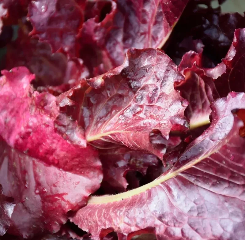 Red Leaf Lettuce Seeds - High Yielding Heirloom Non-GMO Vegetable Seeds - Image 1