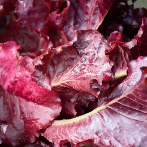 Red Leaf Lettuce Seeds - High Yielding Heirloom Non-GMO Annual Vegetable - Image 1