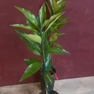 Red Lime Tree Live Plant - Grafted Citrus in 1/2 Gallon Pot, Fruit Bearing - Image 10