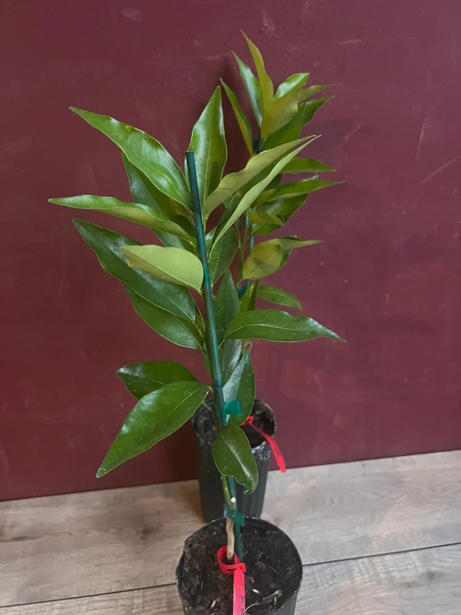 Red Lime Tree Live Plant - Grafted Citrus in 1/2 Gallon Pot, Fruit Bearing - Image 10