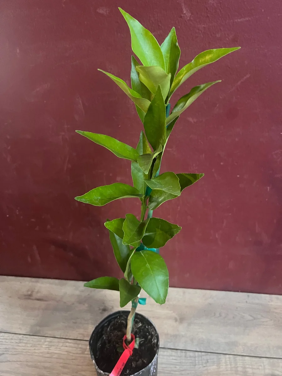 Red Lime Tree Live Plant - Grafted Citrus in 1/2 Gallon Pot, Fruit Bearing - Image 2