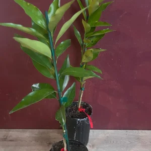 Red Lime Tree Live Plant - Grafted Citrus in 1/2 Gallon Pot, Fruit Bearing - Image 3