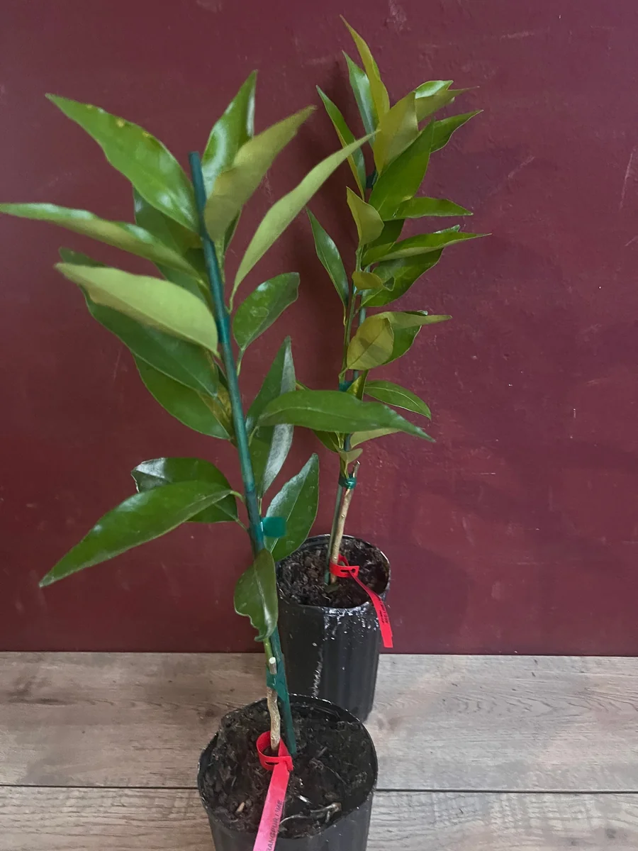 Red Lime Tree Live Plant - Grafted Citrus in 1/2 Gallon Pot, Fruit Bearing - Image 3