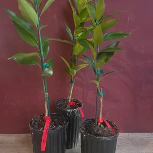 Red Lime Tree Live Plant - Grafted Citrus in 1/2 Gallon Pot, Fruit Bearing - Image 4