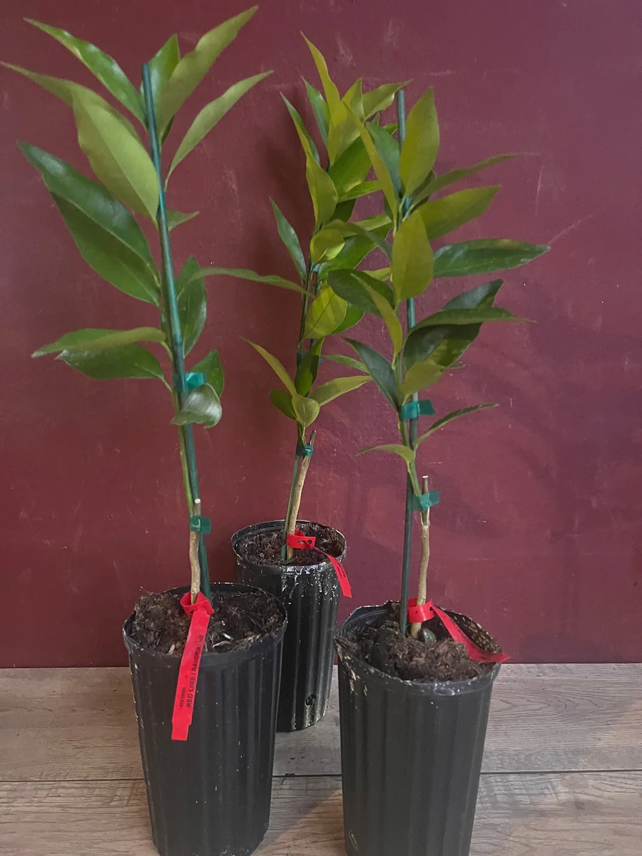 Red Lime Tree Live Plant - Grafted Citrus in 1/2 Gallon Pot, Fruit Bearing - Image 4