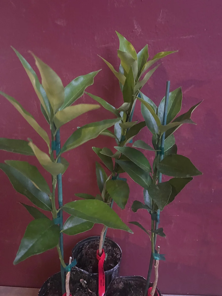 Red Lime Tree Live Plant - Grafted Citrus in 1/2 Gallon Pot, Fruit Bearing - Image 5