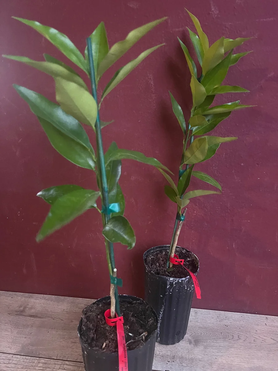 Red Lime Tree Live Plant - Grafted Citrus in 1/2 Gallon Pot, Fruit Bearing - Image 6