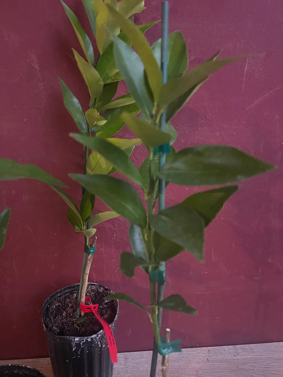 Red Lime Tree Live Plant - Grafted Citrus in 1/2 Gallon Pot, Fruit Bearing - Image 7