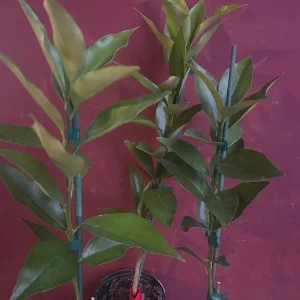 Red Lime Tree Live Plant - Grafted Citrus in 1/2 Gallon Pot, Fruit Bearing - Image 8