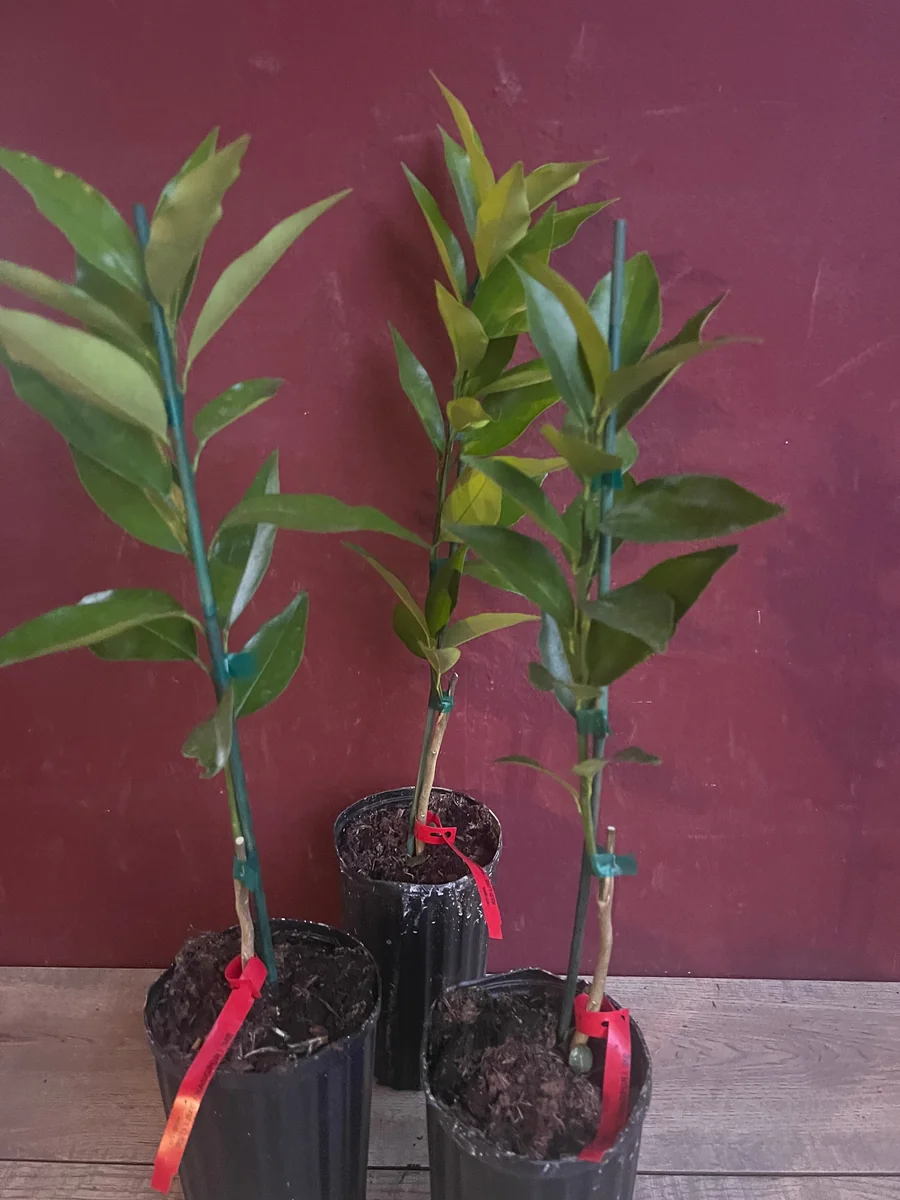 Red Lime Tree Live Plant - Grafted Citrus in 1/2 Gallon Pot, Fruit Bearing - Image 9